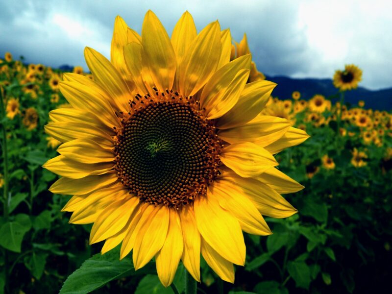 Gebruik deze foto van een zonnebloem in een les over schilder Van Gogh