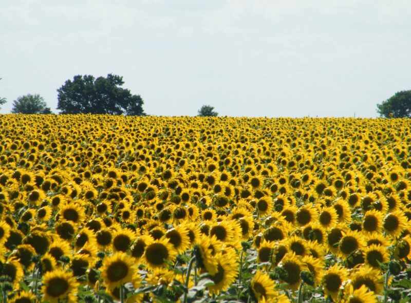 Gebruik deze foto van een veld met zonnebloemen in een les over schilder Van Gogh