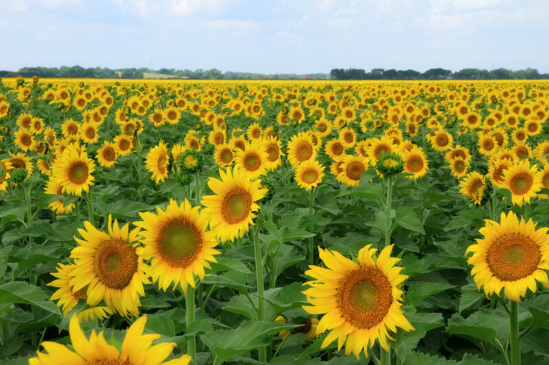 Gebruik deze foto van een veld met zonnebloemen in een les over schilder Van Gogh