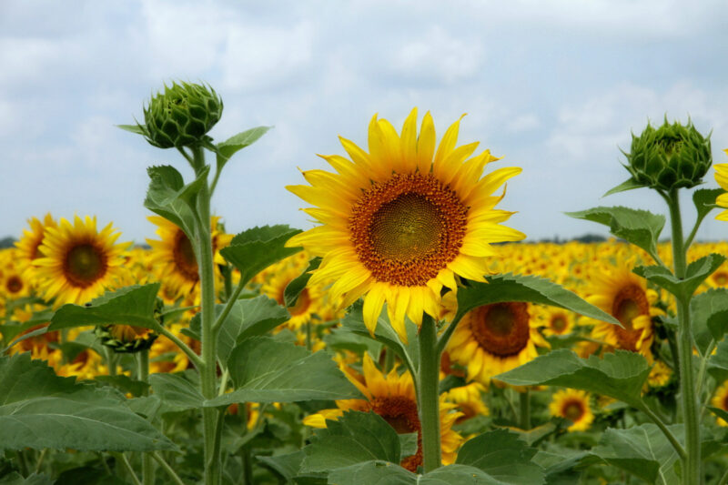 Gebruik deze foto van een veld met zonnebloemen in een les over schilder Van Gogh